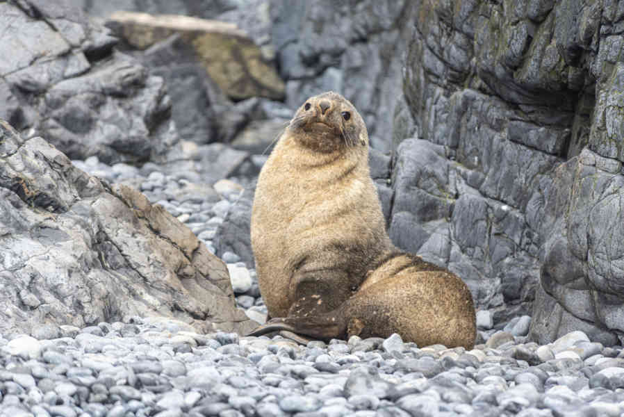 Lobo Marino Antártico - isla Robert - islas Shetland del Sur 05.jpg